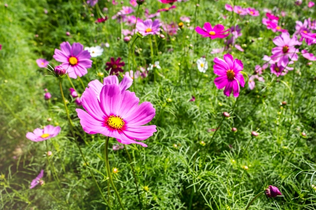 Flor cosmos