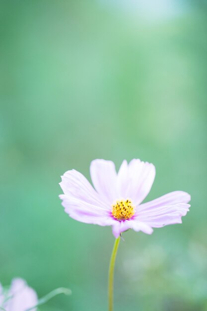 Flor del cosmos