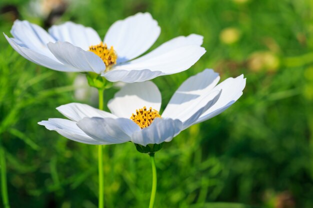 Flor cosmos