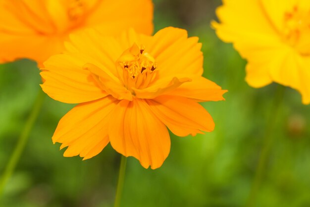 Flor cosmos