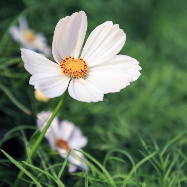 Flor cosmos