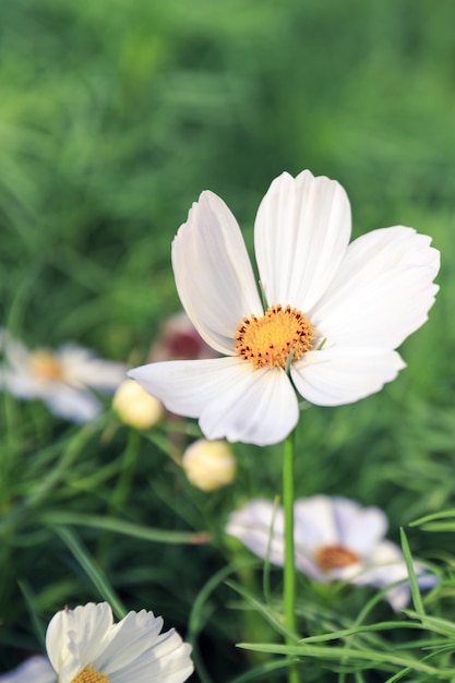 Flor cosmos