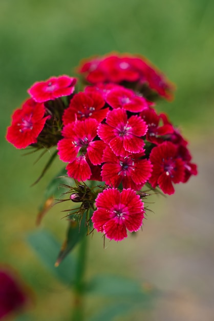 Flor cravo turco roxo na grama