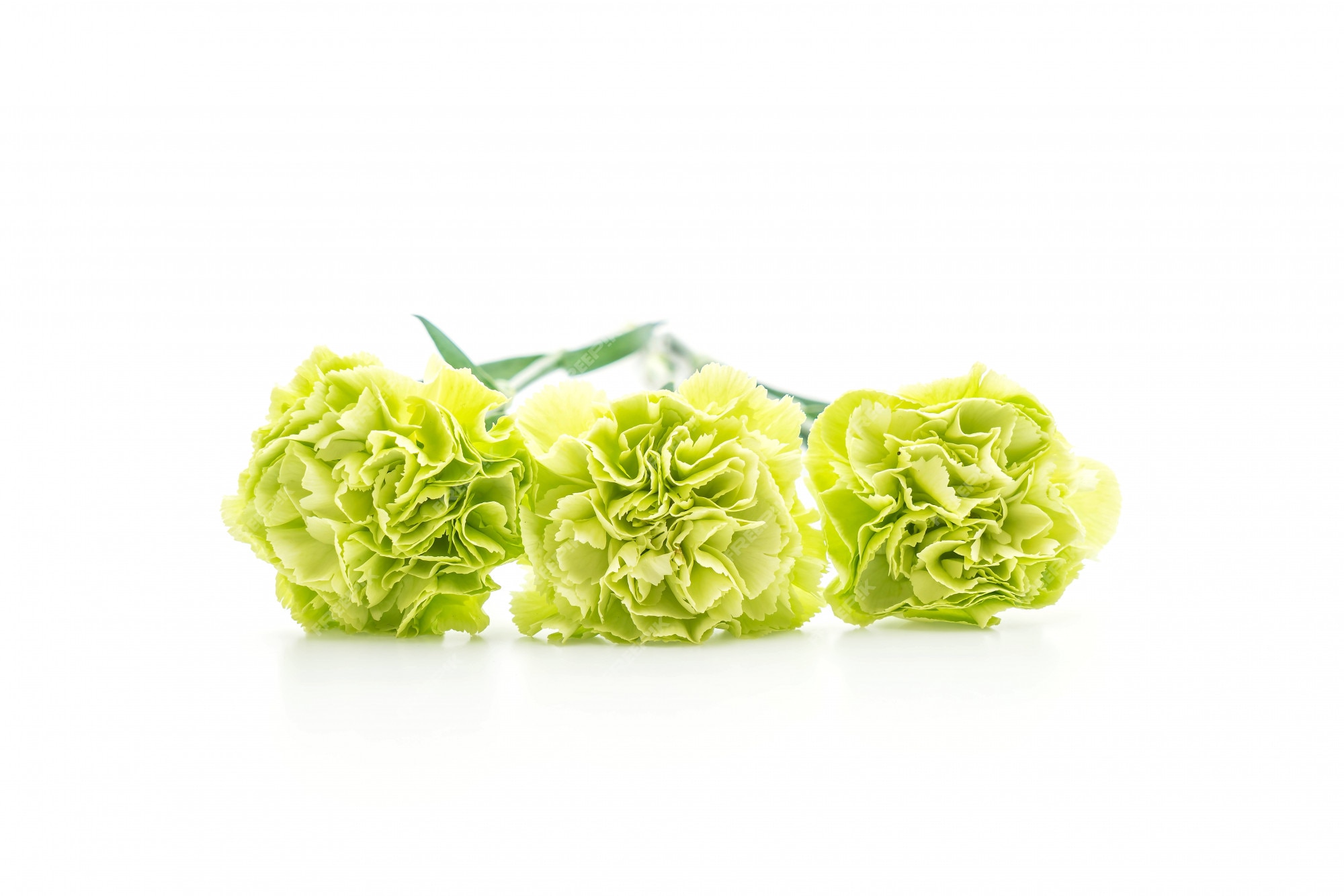 Flor cravo verde | Foto Premium