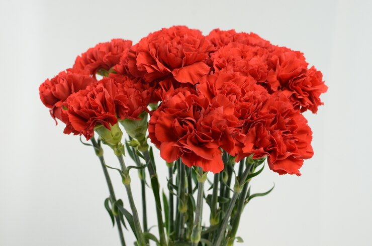 Flor cravo vermelho lindo isolado no fundo branco