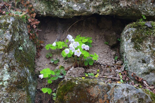 Una flor crece entre piedras