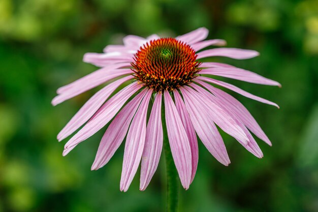 Flor creciente de Echinacea Purpurea