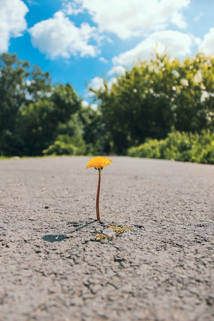 Foto la flor creció entre el asfalto