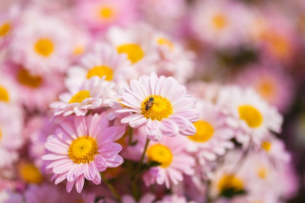 flor de crisantemo con una abeja en el jardín