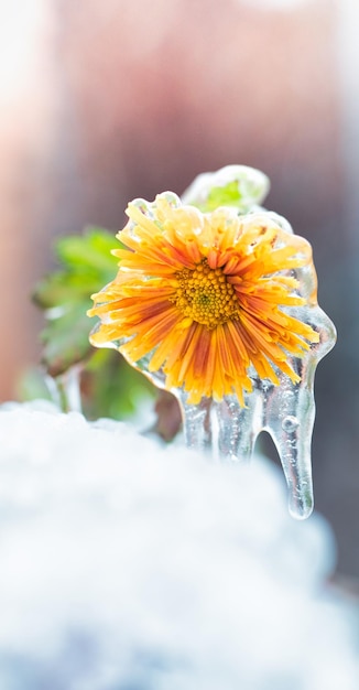 Flor de crisantemo amarillo cubierto de escarcha y hielo