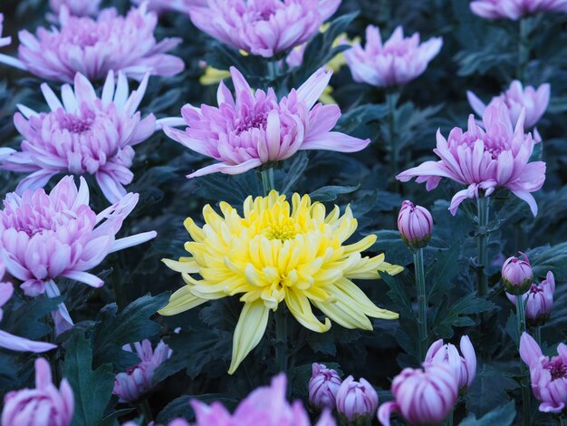 Una flor de crisantemo amarillo entre otros colores violetas en un invernadero