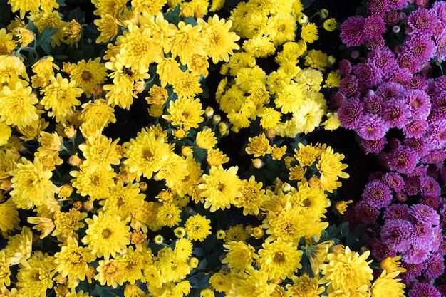 Flor de crisantemo amarillo