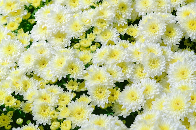 Flor de crisantemo blanco con centro amarillo en la vista superior