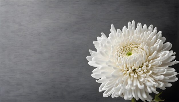 Foto la flor del crisantemo blanco puro el fondo negro