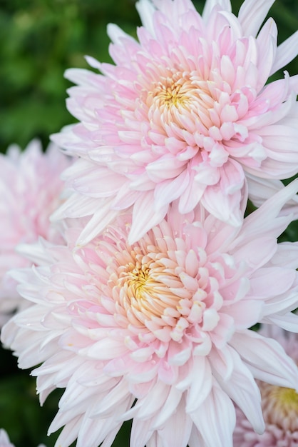 Flor de crisantemo blanco