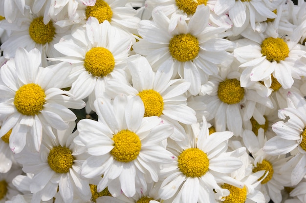 Flor de crisantemo blanco