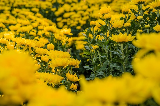 Flor de crisantemo de color amarillo y naranja colorido en la granja Primer plano de flor de crisantemo de color amarillo Patrones naturales de pétalos de flores Utilizado enfoque selectivo