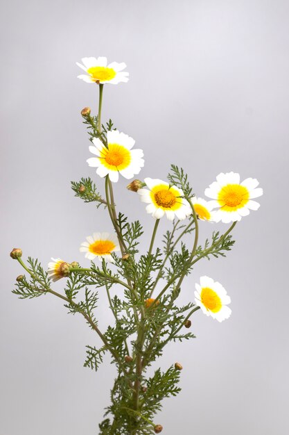 Flor de crisantemo coronario