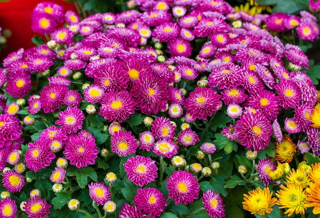 Foto flor de crisantemo crisantemo morado.