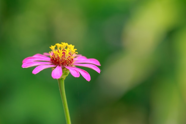 flor de crisantemo en el fondo de naturaleza verde