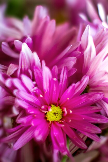 Flor de crisantemo de jardín de otoño