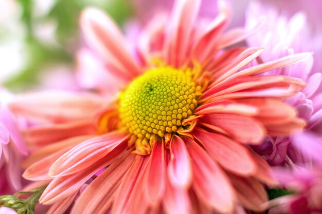 Flor de crisantemo de jardín de otoño