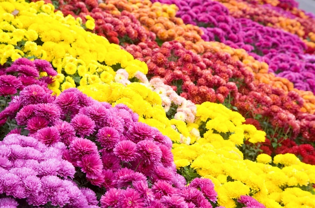 Flor de crisantemo multicolor otoñal mala (fondo rayado)