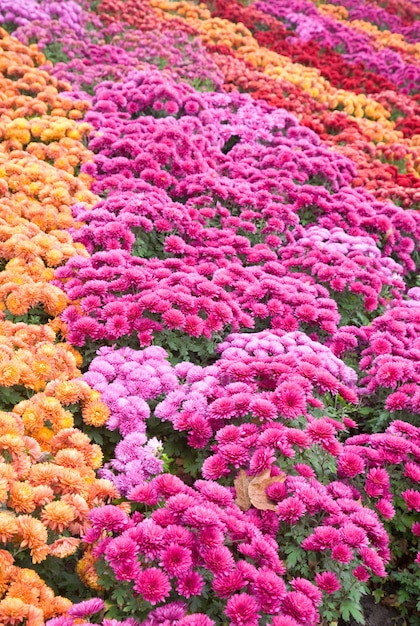 Flor de crisantemo multicolor otoñal mala (fondo rayado)