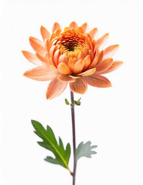 Flor de crisantemo naranja aislada sobre fondo blanco con camino de corte
