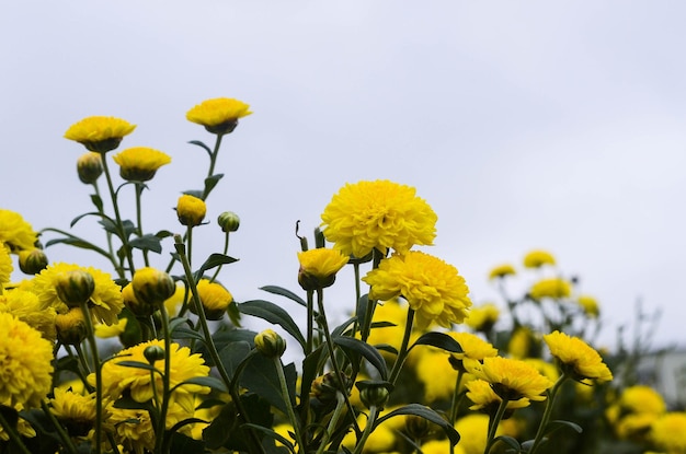 Flor de crisantemo orgánico en el condado de Tongluo Miaoli de TaiwánMargarita de floristería amarilla