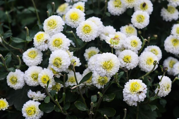 Flor de crisantemo orgánico en el condado de Tongluo Miaoli de TaiwánMargarita de floristería amarilla