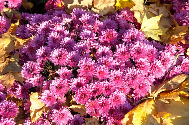 Flor de crisantemo otoño