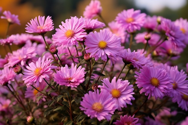 flor de crisantemo púrpura en el jardín