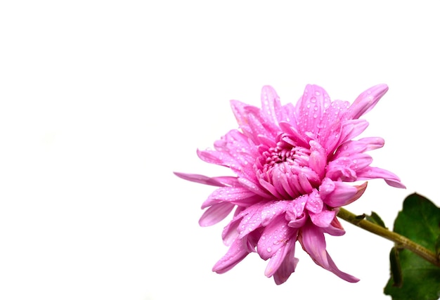Flor de crisantemo rosa aislado sobre fondo blanco. Endecha plana, vista superior