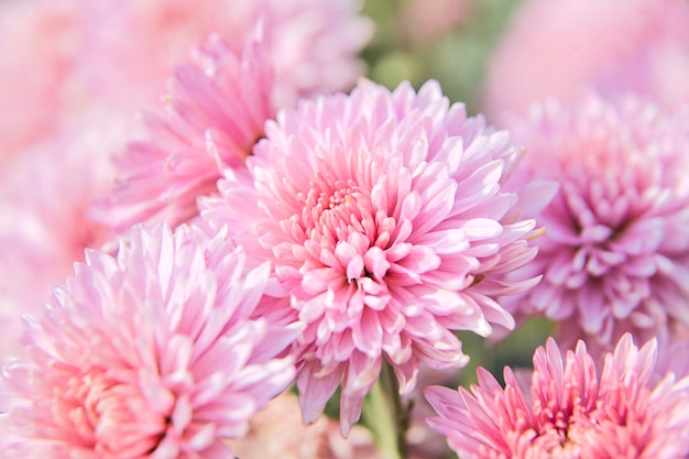 Flor de crisantemo rosa con gotas de rocío en el jardín