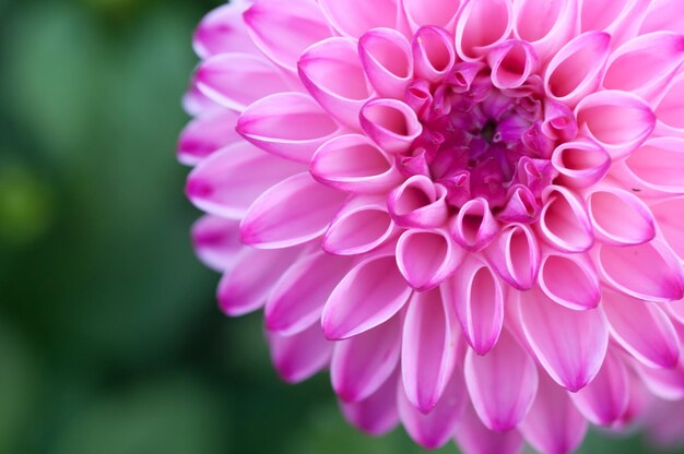 Flor de crisantemo rosa grande que florece