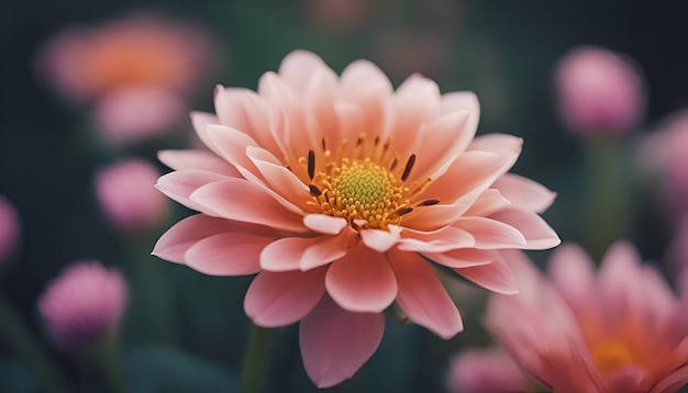 Flor de crisantemo rosa en el jardín filtro vintage