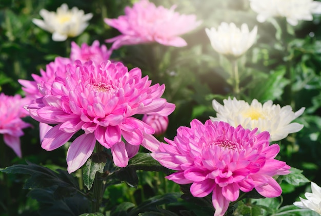 Flor de crisantemo rosa en tono melancólico oscuro