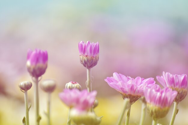 Flor de crisantemo suave con sol y dulce bokeh cálido de la luz. color pastel