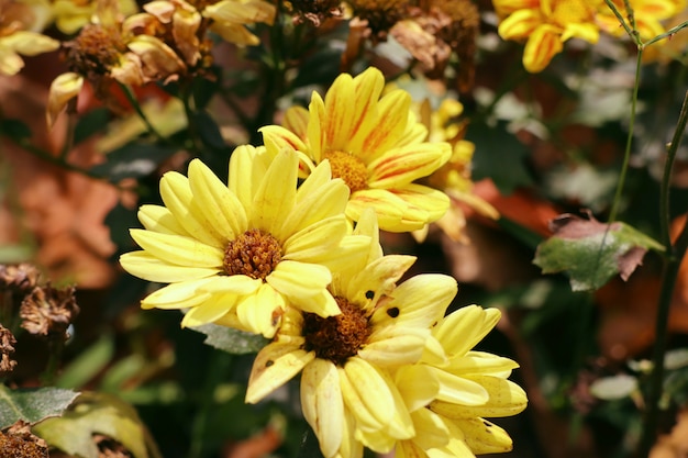 Flor de crisantemo en tropical