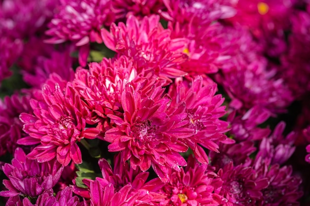 Flor de crisantemos rosa en el jardín en primavera