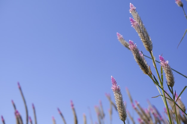 flor de cristal en la naturaleza contra el cielo azul