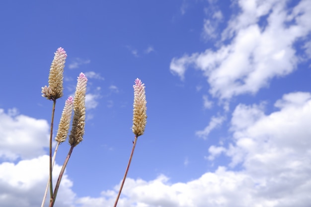 flor de cristal en la naturaleza contra el cielo azul