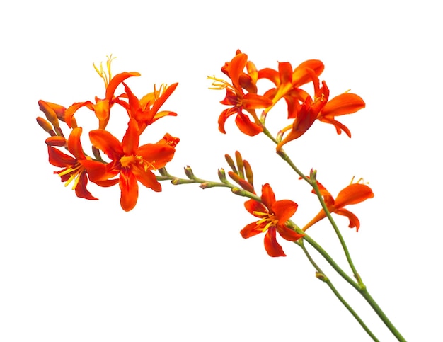 Flor de crocosmia naranja aislada sobre fondo blanco. Creativo, plano, vista superior.