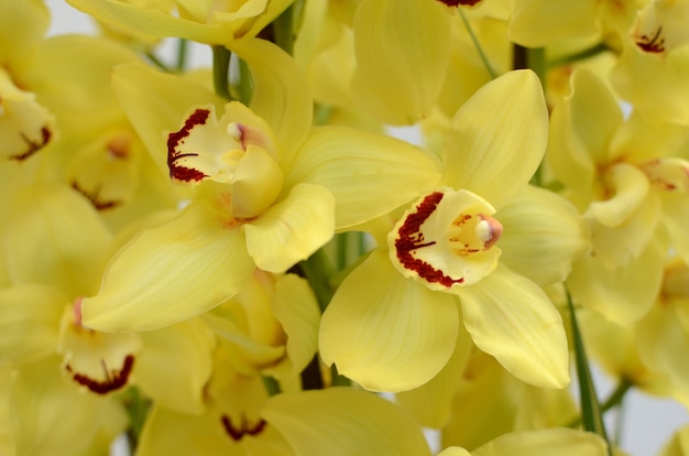 Flor de cymbidium amarillo para el fondo