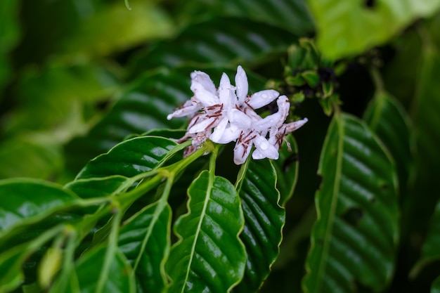 Flor da árvore de café com a flor branca da cor após chuvoso. Robusta