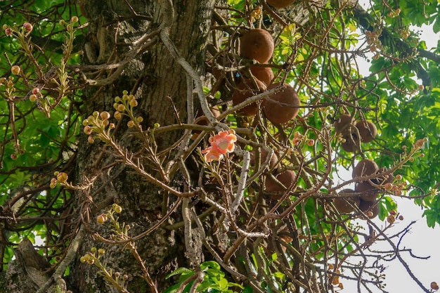 Flor da árvore de castanha do brasil. árvore de castanha do brasil florescendo na selva. animais selvagens.