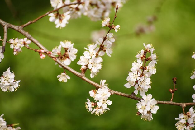 Flor da árvore de damasco com botões e flores florescendo no fundo floral retrô vintage da primavera