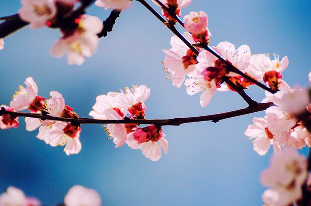 Flor da árvore de damasco com botões florescendo na época da primavera fundo floral retrô vintage profundidade de campo rasa
