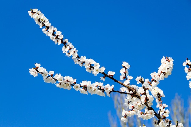 Flor da árvore de damasco contra o céu azul